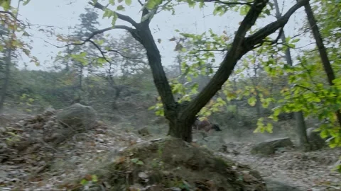 Riding horses through the forest during the day Stock Footage 276518341