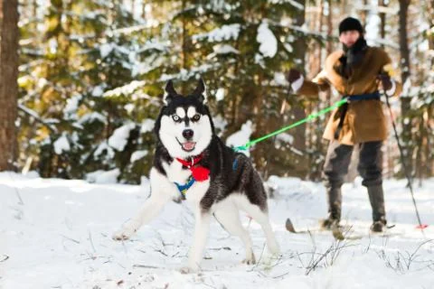 Riding with husky Stock Photos
