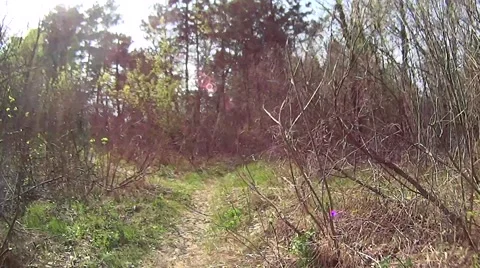 Riding a mountain bike in a forest in spring Stock Footage 49598342
