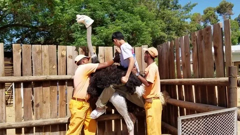 Riding an ostrich Stock Footage 95489234
