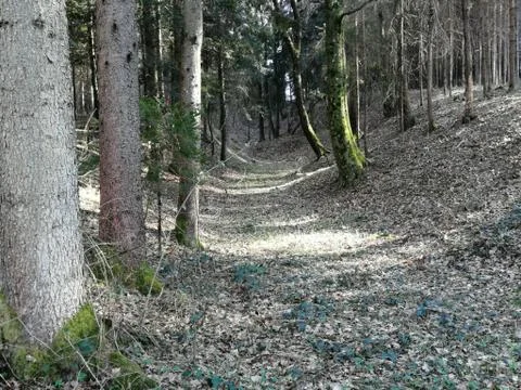 RIDING - PATH in forest Stock Photos