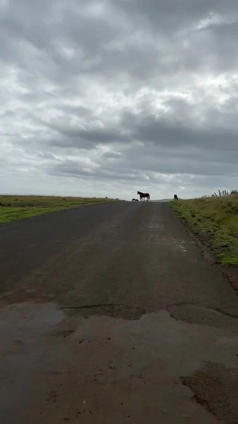 Riding on a road in Easter Island Vídeos de archivo 342841107
