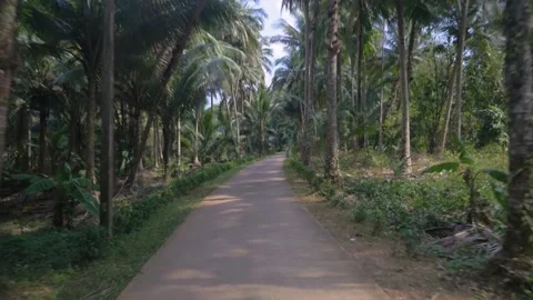 Riding a scooter on a path surrounded by palm trees, in Thailand Stock Footage 236639522