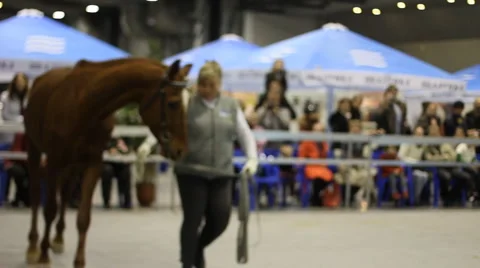 Riding show horses Stock Footage 4771692