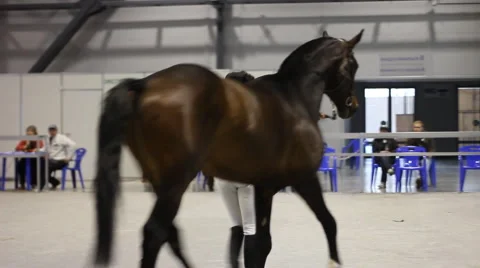 Riding show horses Stock Footage 4776408