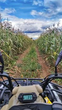 Riding Through the Cornfield on an ATV Stock Photos