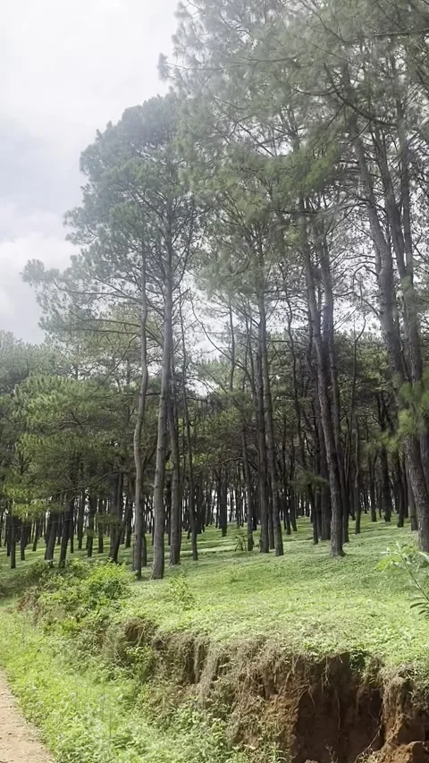Riding Through Enchanting Pine Forests. Stunning Motorcycle Journey Stock Footage 283097824