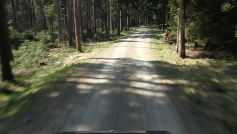 Riding through the forest Vídeos de archivo 8525024