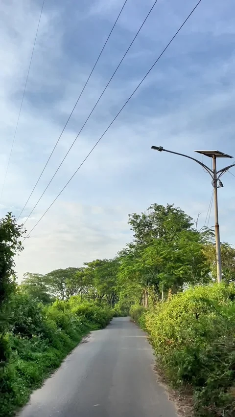 Riding Through Green Tree-Lined Road  Peaceful Nature Journey Scene Stock-Footage 311695238