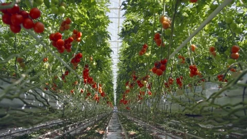 Riding through tomatoe farm Stock Footage 170764778