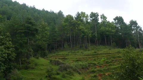 Riding toward a hill with some trees standing tall in a formation Stock Footage 249382038
