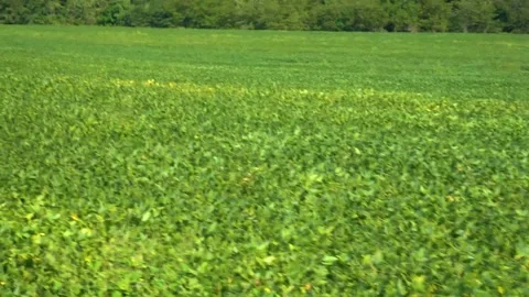 Riding on a tractor through a field of beans. Stock Footage 160636528