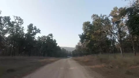 Riding on the trail surrounded by trees in Pench national park Stock Footage 253483194