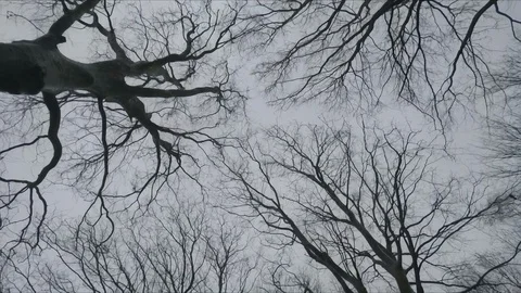 Riding under Barren Winter Trees below Grey Overcast Sky - 29,97FPS NTSC Video stock 87550718