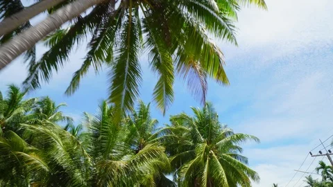 Riding under Coconut Palm Tree Crowns against Sunny Blue Sky. Exotic Island Stock Footage 111419720