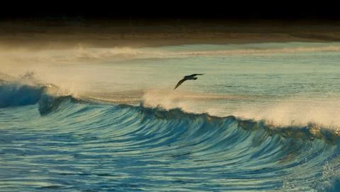 Riding the wave Stock Photos