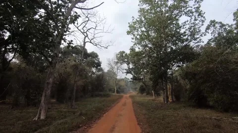 Riding while surrounded by the dry deciduous forests of Tadoba national park Stock Footage 259624670