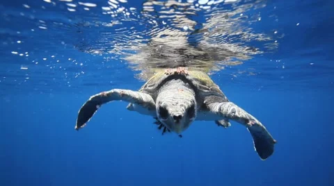 Ridley Sea Turtle Cocos Stock Footage