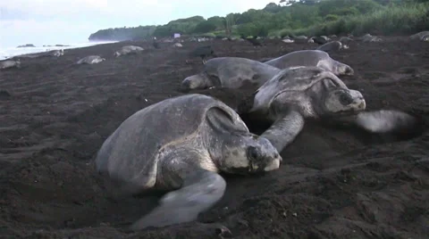 Ridley sea turtles make their way up a beach in mexico. Stock Footage 34441820