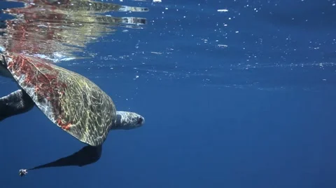 Ridley SeaTurtle Cocos 库存影片 3189075