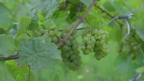 Riesling grape cluster up-close attached to the vine, vineyard Moselle region Stock Footage 336690227