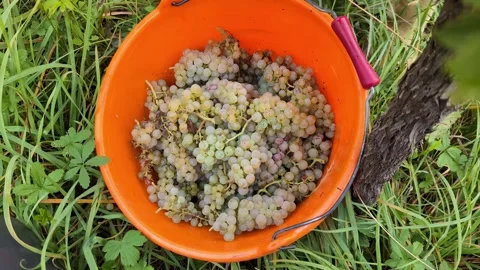 Riesling grape harvesting. Video stock 291072078