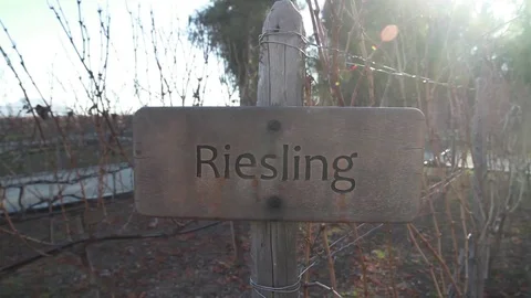 Riesling sing on vineyard Stock Footage 77045303