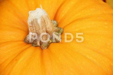 Rife pumpkin Stock Photos