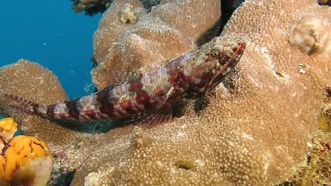 Riff lizardfish, synodus variegatus rests on corals of Bali Stock Footage 80664880