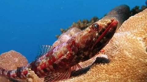 Riff lizardfish, synodus variegatus rests on corals of Bali Stock Footage 80664881
