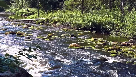 Rift of rapid small mountain river with waterfall in forest Stock Footage 161312527