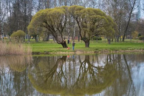 Riga, Latvia. April 10, 2021: Man at the fishing spot between two big trees Stock Photos