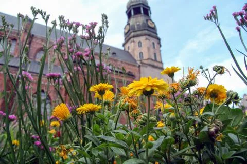 Riga, Litva, July 31 , 2017,  St. Peter's Church. View through flowers. Focus Foto stock