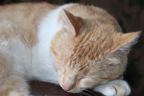 Rigas cat Stock Photos