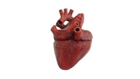 Rigged and Animated Low Poly Human Heart 3D Model