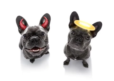Right and wrong dogs Stock Photos