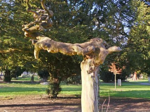 Right Angled Tree Stock Photos