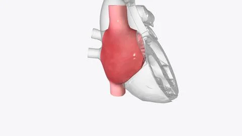 Right atrium: one of the four chambers of the heart Stock Illustration