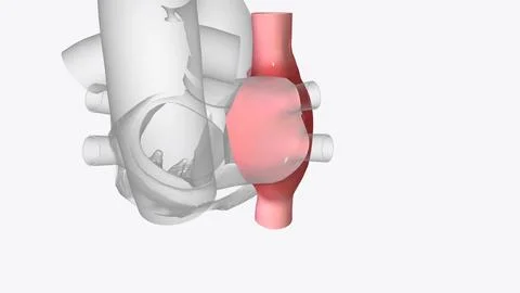 Right atrium: one of the four chambers of the heart Stock Illustration