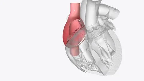 Right atrium: one of the four chambers of the heart Stock Illustration