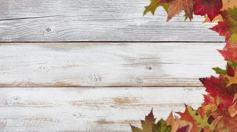 Right border of Autumn foliage on rustic white wooden boards Stock Photos