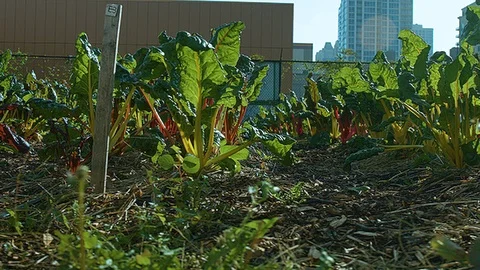 Right close up sliding shot of vegetables in a city farm Stock Footage 86007467