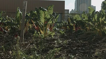 Right close up sliding shot of vegetables in a city farm Stock Footage 86007801