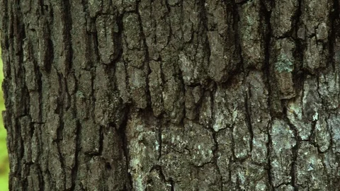 Right Dolly of Detailed Tree Trunk Stock Footage 95150067