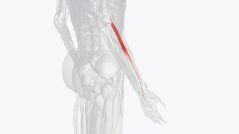 Right extensor carpi radialis brevis Stock Illustration