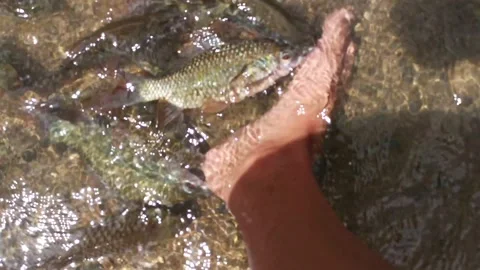 Right Foot in Fish Spa Stock Footage 204135336
