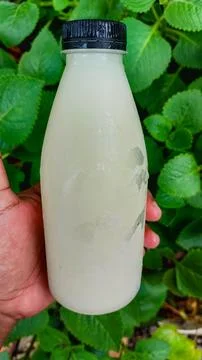A right hand holding a milk bottle against a backdrop of green leaves. Stock Photos