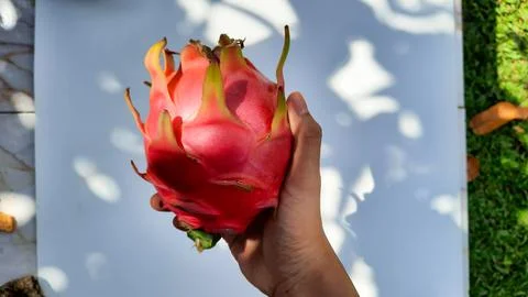 Right hand holding red dragon fruit on white background Foto stock