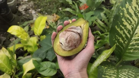 The Right Hand Holds Half A Fresh Avocado Stock Footage 330036704