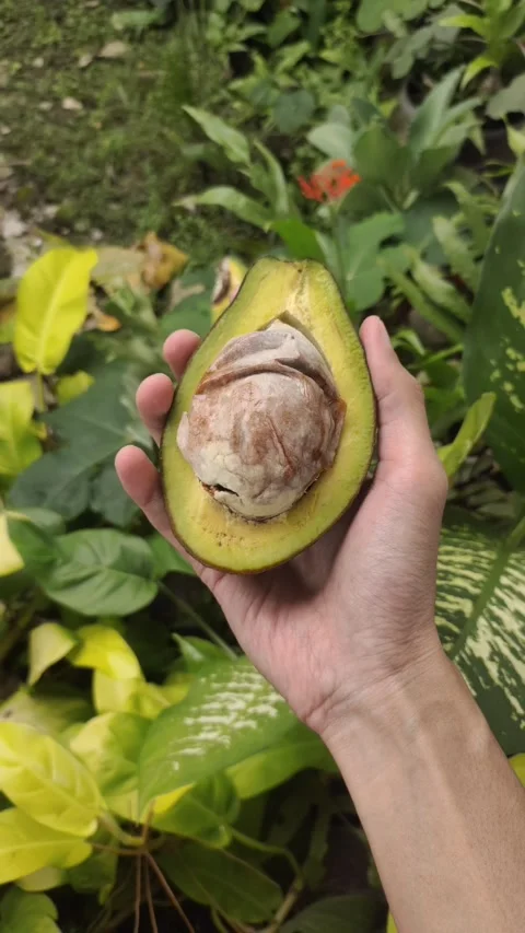The Right Hand Holds Half A Fresh Avocado Vidéo 330036705